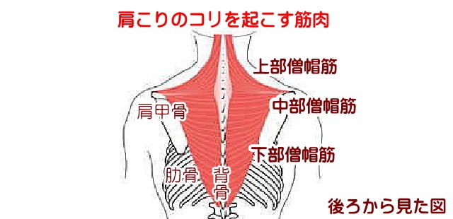 肩の筋肉の僧帽筋