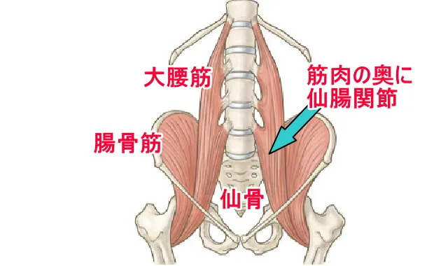 大腰筋、腸骨筋